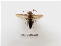 藏品(黑腹虎頭蜂)的圖片